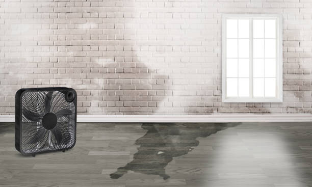 Best Ceiling water damage repair  in Columbia, IL
